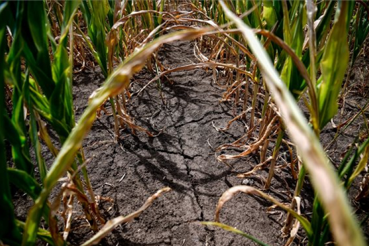 Egyre gyakrabban várható egyszerre hőség és szárazság