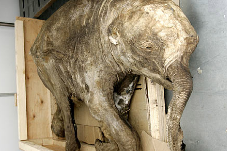  Ljuba, a jamali mamutbébi először mutatkozik be Moszkvában