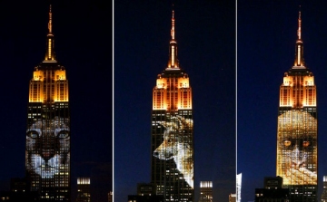 Veszélyeztetett állatok képeit vetítették az Empire State Buildingre