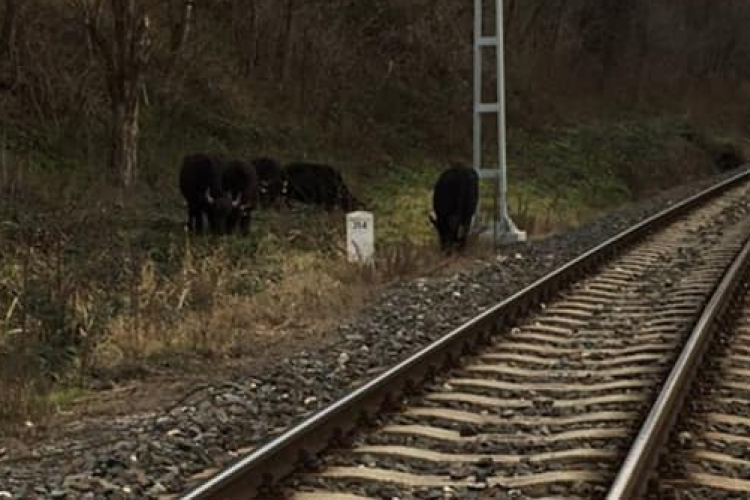 Fekete bivalyok kószáltak el Balatonakarattyán